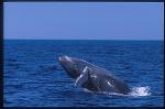 Humpback Whales 103