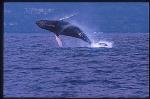 Humpback Whales 104
