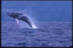 Humpback Whales 105