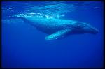Humpback Whales 106