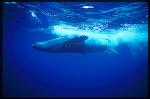 Humpback Whales 107
