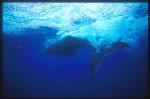 Humpback Whales 108