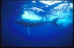 Humpback Whales 109
