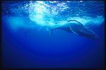 Humpback Whales 111