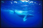 Humpback Whales 112