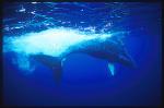 Humpback Whales 113