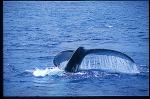 Humpback Whales 116