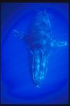 Humpback Whales 118