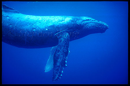 Humpback Whales 119