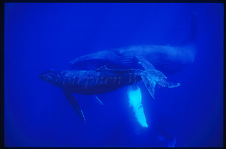 Humpback Whales 120