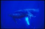 Humpback Whales 120