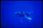 Humpback Whales 121