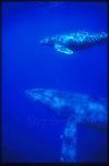 Humpback Whales 122