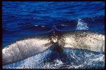 Humpback Whales 124