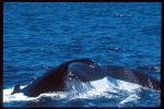 Humpback Whales 125
