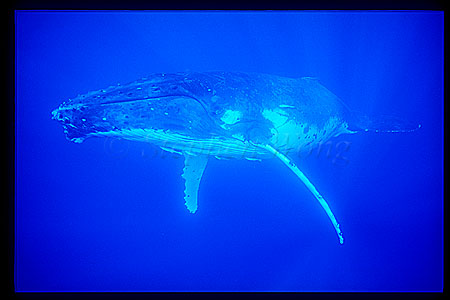 Humpback Whales 126