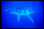 Humpback Whales 126