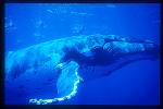 Humpback Whales 127