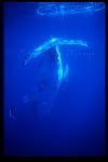 Humpback Whales 128