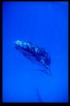 Humpback Whales 129