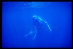 Humpback Whales 130