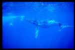 Humpback Whales 131