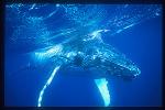 Humpback Whales 132