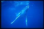 Humpback Whales 133