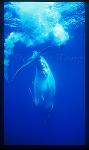 Humpback Whales 134