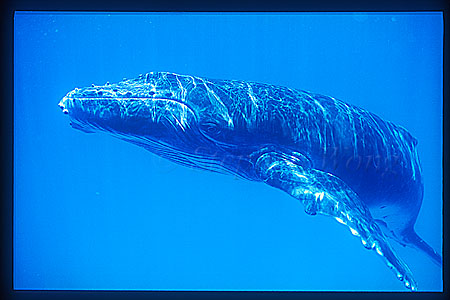 Humpback Whales 135