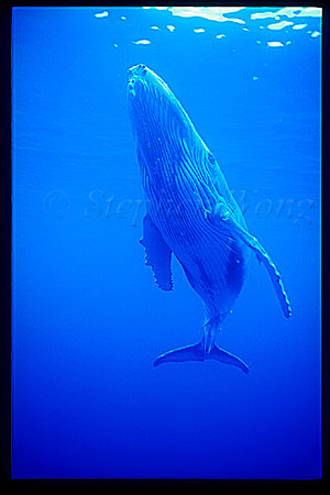 Humpback Whales 136