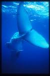 Humpback Whales 137