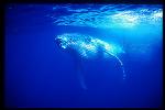 Humpback Whales 138