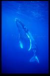 Humpback Whales 139