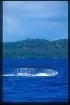 Humpback Whales 141