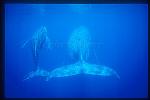 Humpback Whales 142
