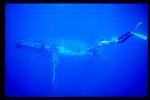Humpback Whales 143