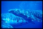 Humpback Whales 144