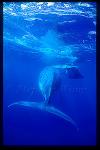 Humpback Whales 145