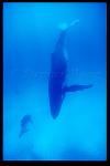 Humpback Whales 146
