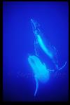 Humpback Whales 147