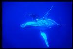 Humpback Whales 149