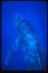 Humpback Whales 150