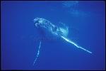 Humpback Whales 151
