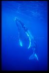 Humpback Whales 152