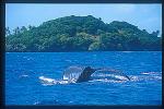 Humpback Whales 153