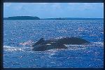 Humpback Whales 154