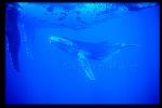 Humpback Whales 156