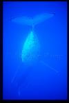 Humpback Whales 157