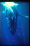 Humpback Whales 159